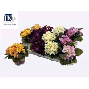 PRIM ACAULIS OBSIDIAN MIX