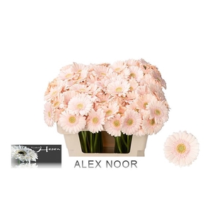 GE MI ALIX-NOOR