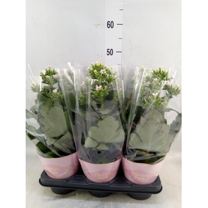 Kalanchoe blos. 'Feminine Pink'