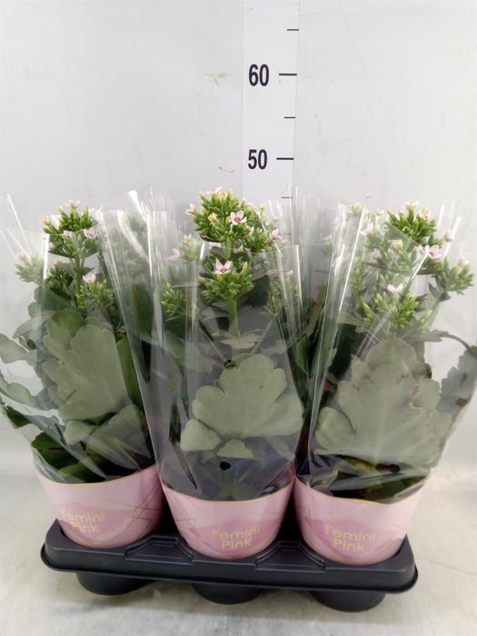 <h4>Kalanchoe blos. 'Feminine Pink'</h4>