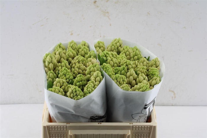 <h4>Hyac China Pink</h4>