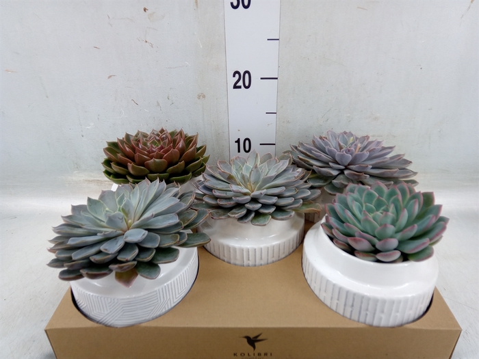 <h4>Succulents   ...mix 3</h4>