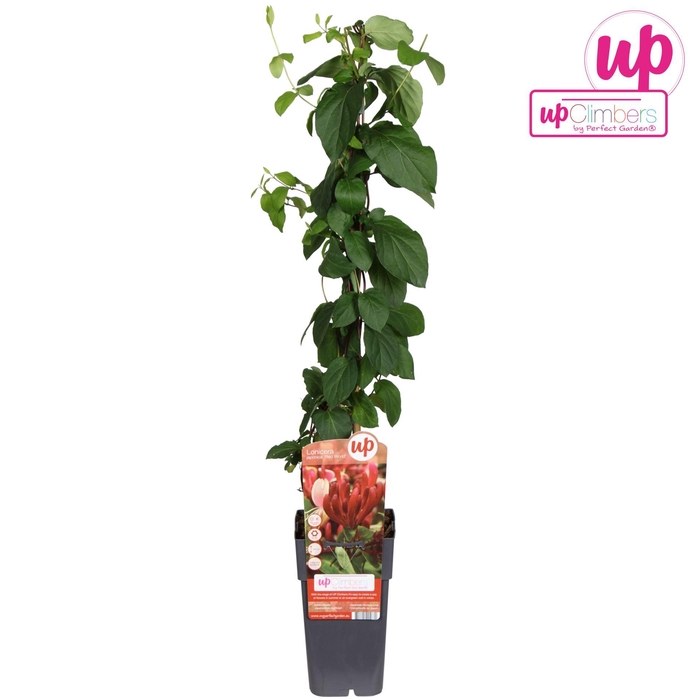 <h4>Lonicera Belgica</h4>