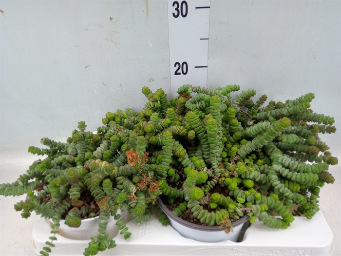 <h4>Crassula marnieriana</h4>