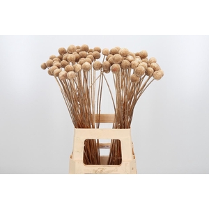 Craspedia Kl Bh Antiek Goud Xl