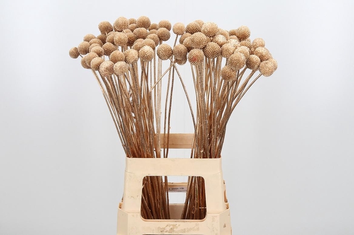 Craspedia Kl Bh Antiek Goud Xl