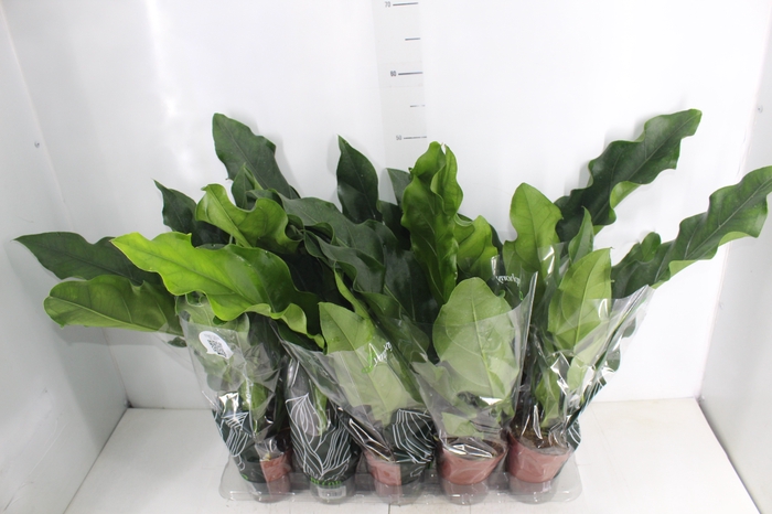 <h4>ANTHURIUM PLOWMANII P12</h4>