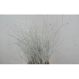 Betula Bs Pnt White+Gli