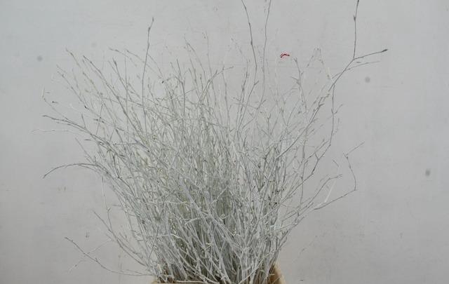 <h4>Betula Bs Pnt White+Gli</h4>