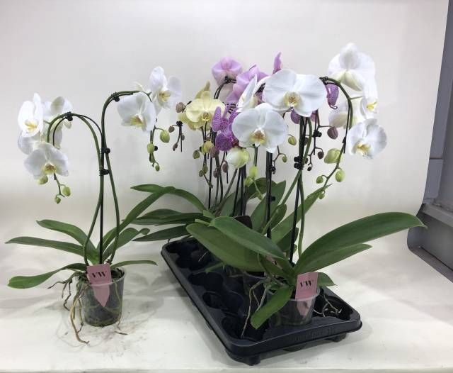 <h4>PHAL GEM</h4>
