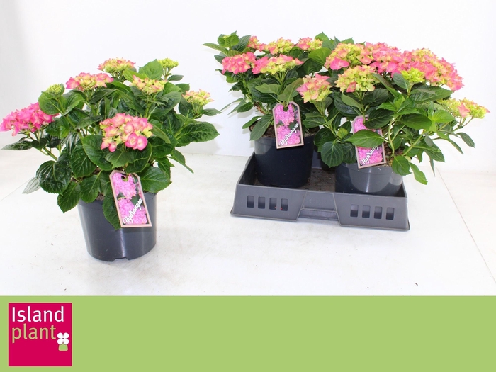 <h4>HYDR M EARLY ROSA</h4>