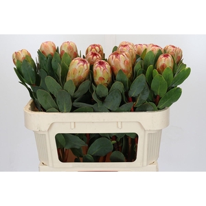 Protea Grandicolor