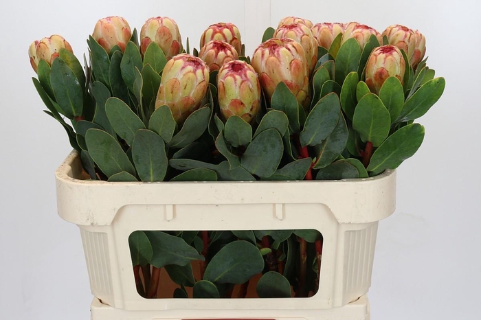 Protea Grandicolor