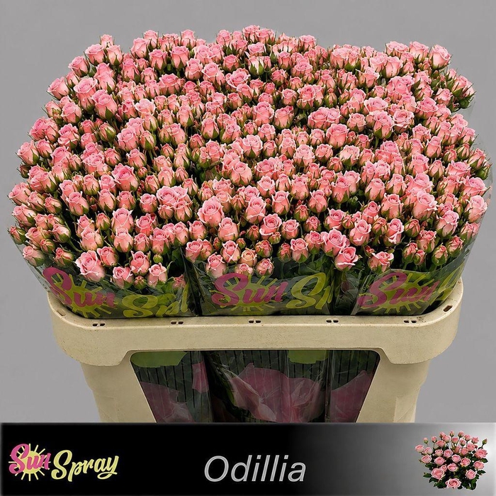 <h4>Rosa spray odilia</h4>