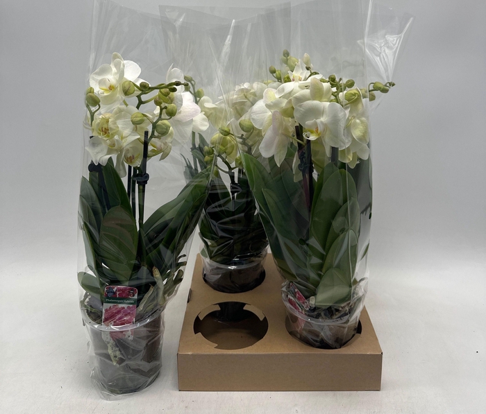 <h4>PHAL OV WIT</h4>