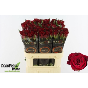 R Gr Ever Red Very Nice!1