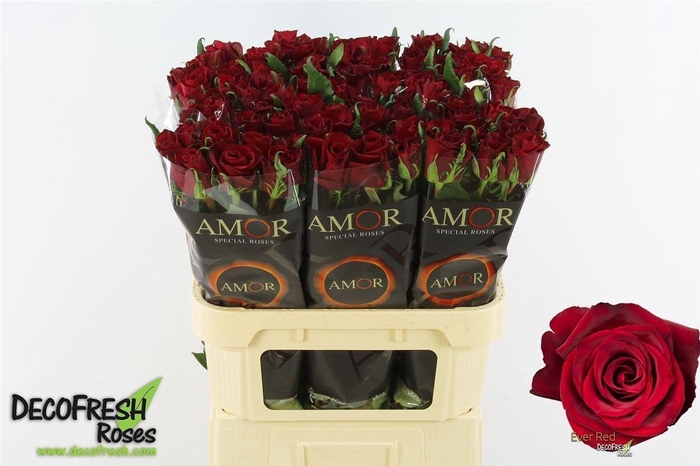 <h4>R Gr Ever Red Very Nice!1</h4>