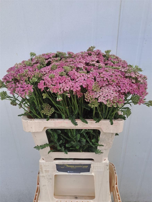 <h4>Achil Pink Lady</h4>