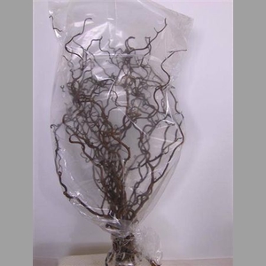 Coryl Av Contorta 100cm