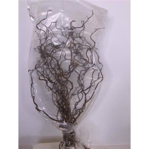 Coryl Av Contorta 100cm