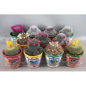 CACTUS BLOEIEND GEM