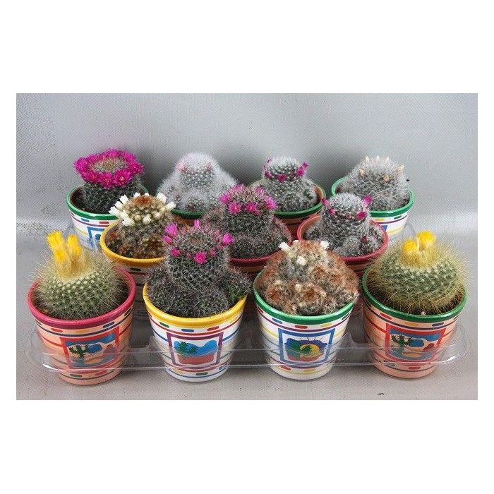 <h4>CACTUS BLOEIEND GEM</h4>