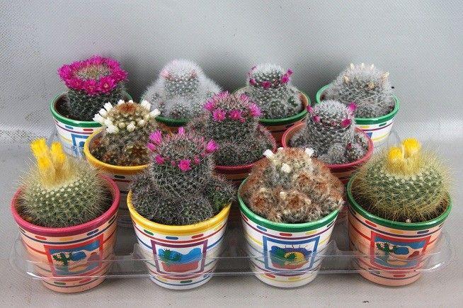 <h4>CACTUS BLOEIEND GEM</h4>