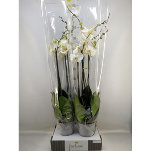 Phalaenopsis   ...white