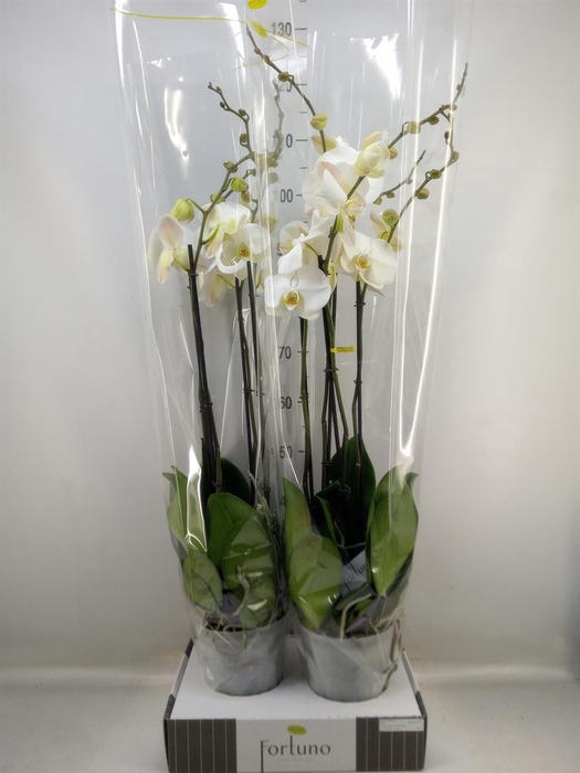 <h4>Phalaenopsis   ...white</h4>