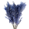 Pres Ruscus Soft Bleached Light Lavendel Per Stem
