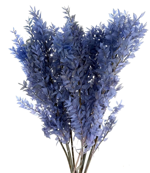 Pres Ruscus Soft Bleached Light Lavendel Per Stem