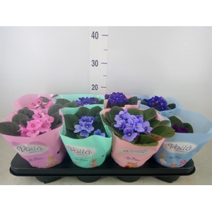 Saintpaulia   ...mix