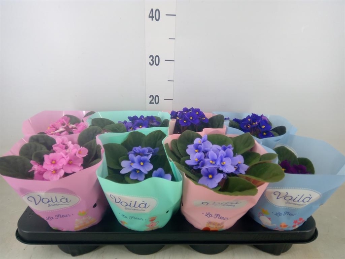 <h4>Saintpaulia   ...mix</h4>