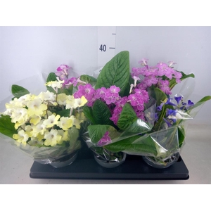 Streptocarpus   ...mix