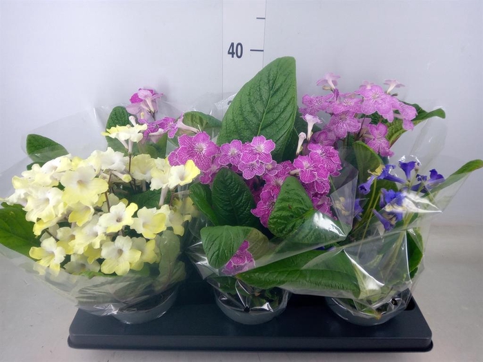 <h4>Streptocarpus   ...mix</h4>