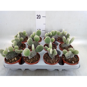 Opuntia microdasys 'Albispina'