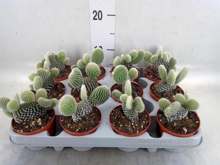 <h4>Opuntia microdasys 'Albispina'</h4>