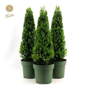 Ilex crenata 'Jenny'® Pyramid 55cm P21