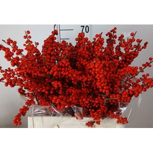 ILEX VERT (RODE BES)#