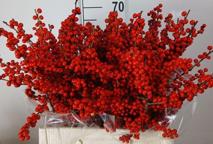 <h4>ILEX VERT (RODE BES)#</h4>