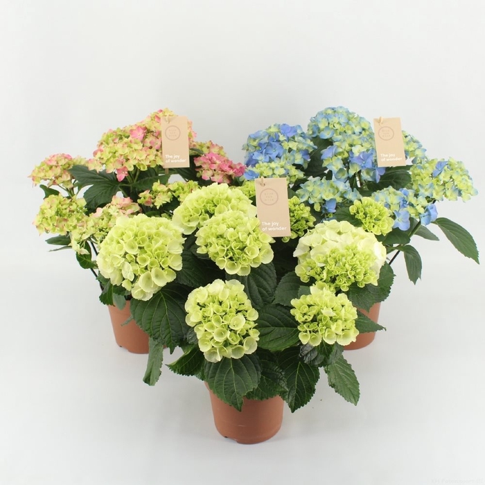 Hydrangea special mix 7/8 flowers