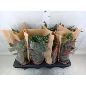 Begonia BD mac. 'Spotlight Green'