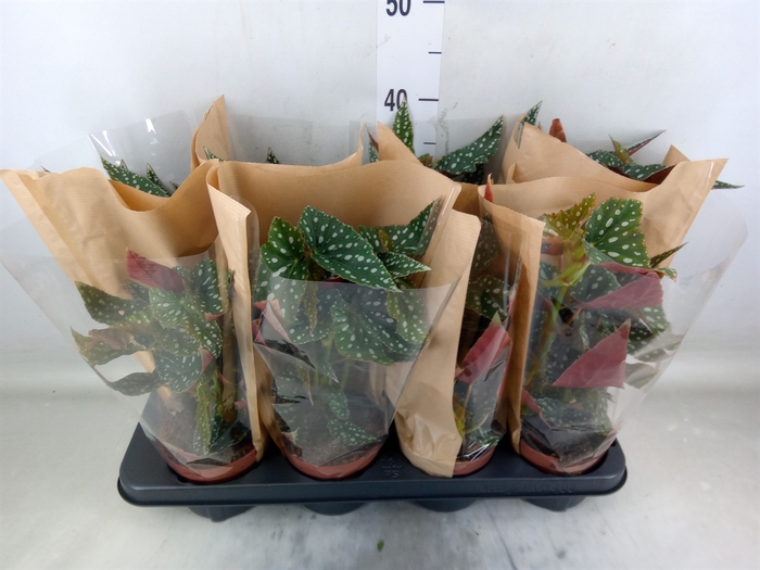 <h4>Begonia BD mac. 'Spotlight Green'</h4>