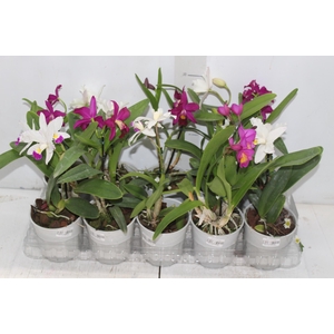 ORQUIDEA CATTLEYA MINI P12