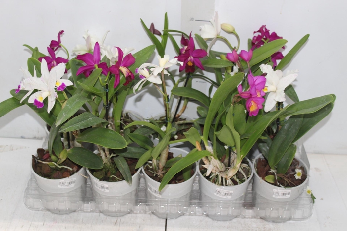 <h4>ORQUIDEA CATTLEYA MINI P12</h4>