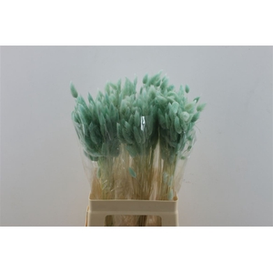 Lagurus Mint Green 50 Gram