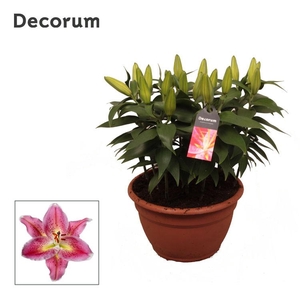 Lilium Or Pink schaal 9pp