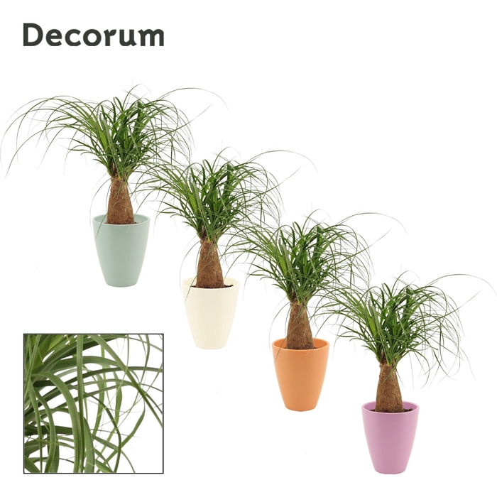 <h4>Beaucarnea Recht 12 cm in Carly (Craft world-collection)</h4>