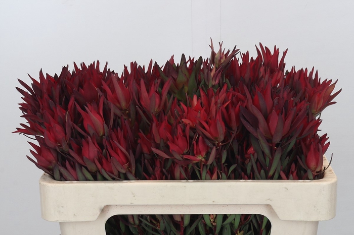 Leucadendron Blush Spray