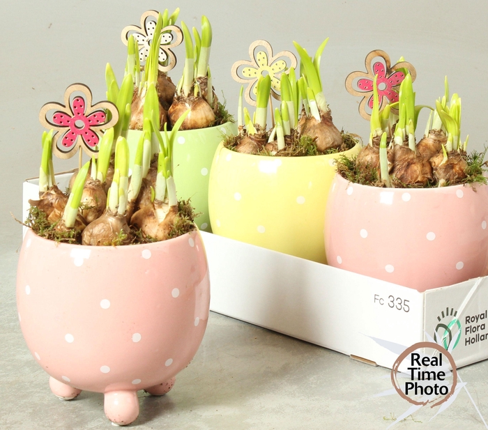 <h4>ARR NARCISSUS</h4>